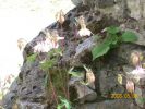 ancolie_531.JPG