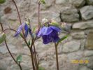 ancolie_bleue_512.JPG