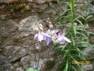ancolie_mauve_513.JPG