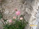 ancolie_rose_515.JPG