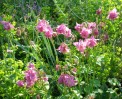 ancolies_2039.JPG