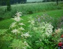 aruncus_I0433.JPG