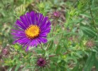 aster_3161.JPG