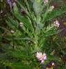 Nom du fichier=aster_tataricus_475.JPG
Taille du fichier=197Ko
Dimensions : 699x723
Ajouté le : 10 Octobre 2012 aster_tataricus_475.JPG