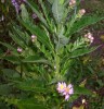 aster_tataricus_475.JPG