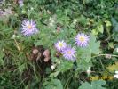Nom du fichier=aster_tongolensis_napsbury_1187.JPG
Taille du fichier=74Ko
Dimensions : 448x336
Ajouté le : 01 Août 2008 aster_tongolensis_napsbury_1187.JPG