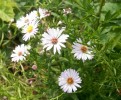 asters_3162.JPG