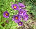 asters_3163.JPG