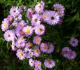 asters_DSCI2968.JPG