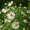 asters_DSCI2970.JPG