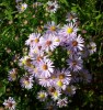 asters_DSCI2971.JPG