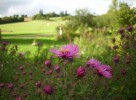 asters_DSCI2974.JPG