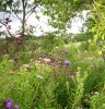asters_DSCI2983.JPG