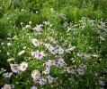 asters_DSCI2984.JPG