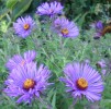 asters_DSCI3884.JPG