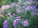 asters_DSCI3894.JPG