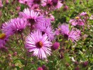 asters_I0020.JPG