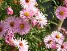 asters_I0021.JPG