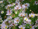 asters_I0024.JPG