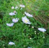 asters_I0700.JPG