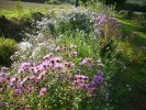 asters_I0747.JPG