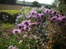 asters_I0748.JPG