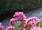 asters_I0792.JPG