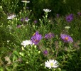 asters_I3271.JPG