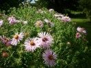 asters_I3285.JPG