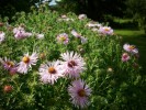 asters_I3285.JPG