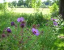 asters_I3293.JPG