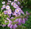 asters___physostegies_I2967.JPG