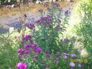 Nom du fichier=asters_claudi_1380.JPG
Taille du fichier=78Ko
Dimensions : 441x331
Ajouté le : 29 Septembre 2008 asters_claudi_1380.JPG