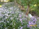 asters_rivière_1381.JPG