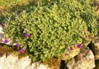 Nom du fichier=aubriètes_0002.jpeg
Taille du fichier=76Ko
Dimensions : 428x298
Ajouté le : 04 Janvier 2009 aubriètes_0002.jpeg