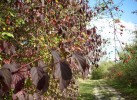 automne_chemin_491.JPG