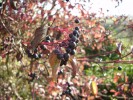 baies_cornus_I0102.JPG