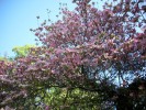 Nom du fichier=balaine_Cornus_I0923.JPG
Taille du fichier=165Ko
Dimensions : 700x525
Ajouté le : 16 Avril 2011 balaine_Cornus_I0923.JPG