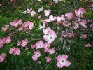 Nom du fichier=balaine_cornus_I0921.JPG
Taille du fichier=154Ko
Dimensions : 699x524
Ajouté le : 16 Avril 2011 balaine_cornus_I0921.JPG