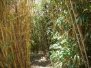 bambous_055.JPG