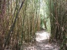 bambous_056.JPG