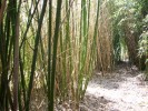 Nom du fichier=bambous_I2057.JPG
Taille du fichier=162Ko
Dimensions : 700x525
Ajouté le : 26 Mai 2012 bambous_I2057.JPG