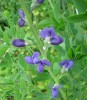 baptisia_I3680.JPG