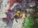 berberis_2075.JPG