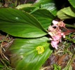 bergenia_cordifolia_62.JPG