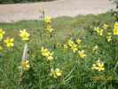bidens_1384.JPG