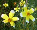 Nom du fichier=bidens_I0794.JPG
Taille du fichier=128Ko
Dimensions : 699x564
Ajouté le : 12 Octobre 2010 bidens_I0794.JPG