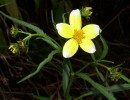 Nom du fichier=bidens_heterophylla_hanna_s_lemon_drop_460.JPG
Taille du fichier=135Ko
Dimensions : 700x536
Ajouté le : 10 Octobre 2012 bidens_heterophylla_hanna_s_lemon_drop_460.JPG