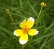 bidens_hetrophylla_3173.JPG