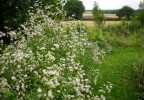 boltonia_asteroides_36.JPG